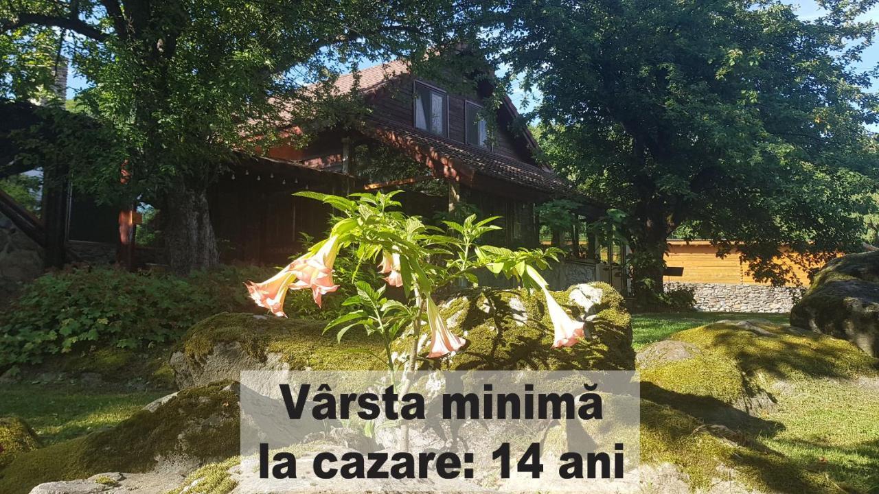 Vistisoara Casa Buniculuiヴィラ エクステリア 写真