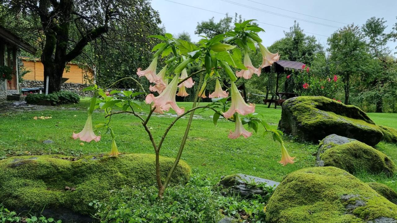 Vistisoara Casa Buniculuiヴィラ エクステリア 写真